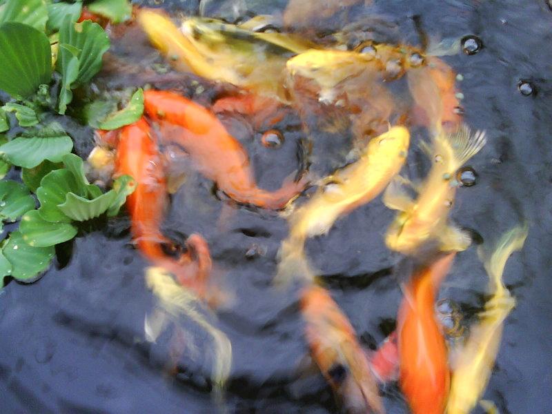 小吳郭魚苗 小龍鯉 錦鯉 紅白金魚 如意 鯰魚 草魚烏鰡 鯉魚 大頭鰱 白鰱 各類池塘養殖魚苗批發 露天市集 全台最大的網路購物市集