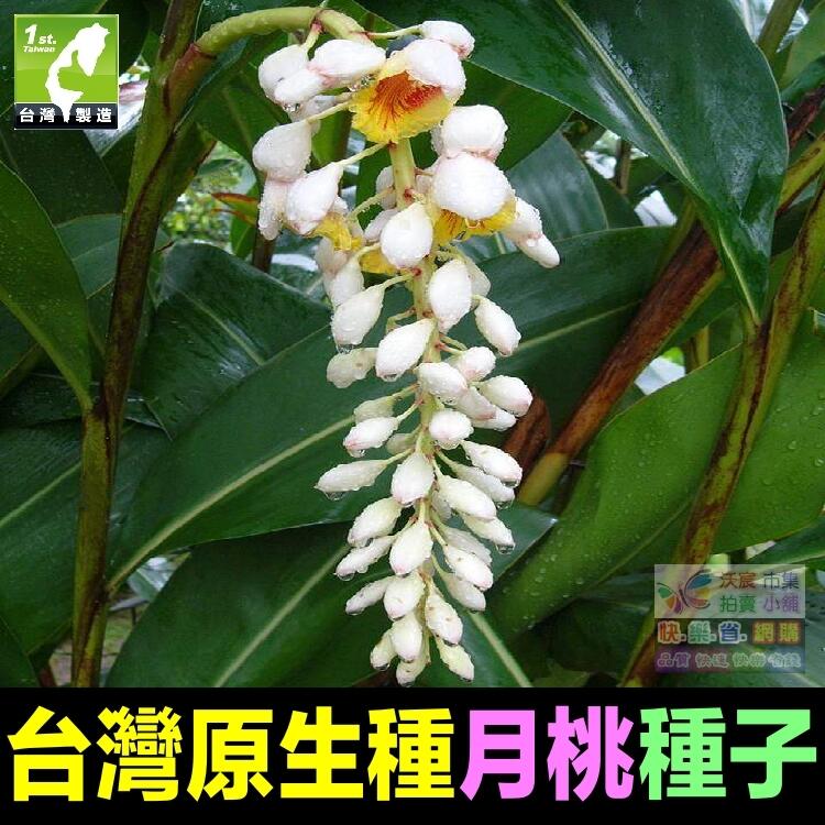 我會發芽 月桃種子粽葉仁丹口味兒台灣原生種富含營養全株可用易栽好活可陽台盆栽 約150顆 包 露天市集