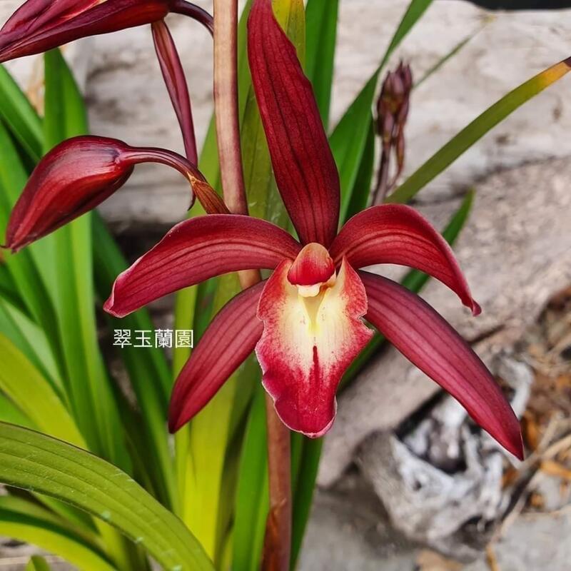 國蘭紅美人虎頭蘭交配種香 露天市集 全台最大的網路購物市集