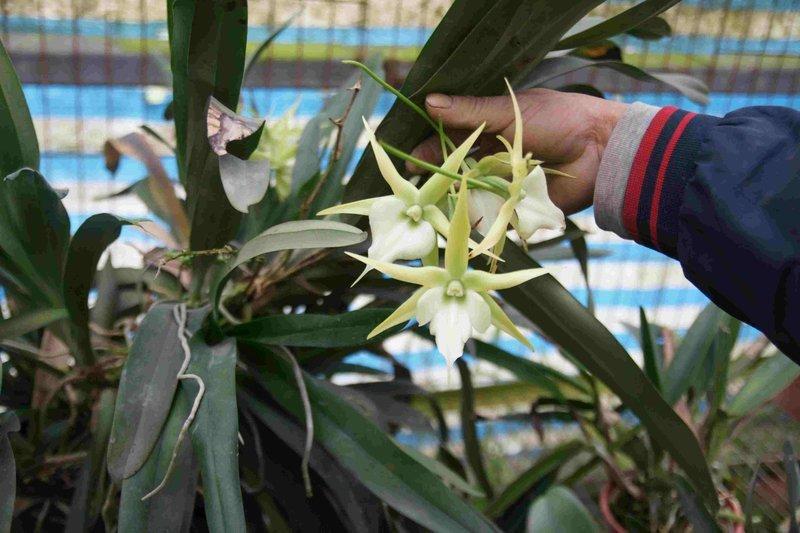 芳草園 風蘭 明日之星 露天市集 全台最大的網路購物市集