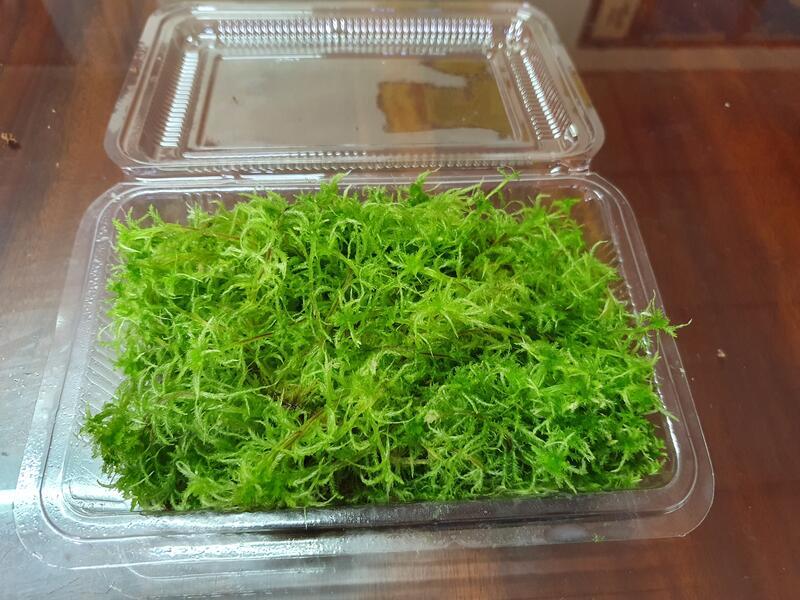 活水苔 水草 泥炭蘚 盒裝18 11cm 食蟲草的好鄰居 超商免運請用免運卷 露天市集 全台最大的網路購物市集