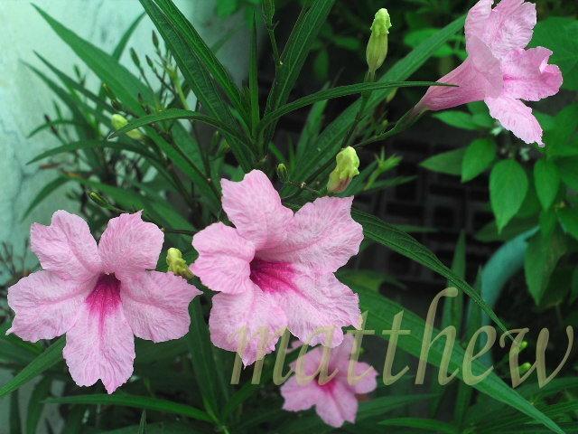 帶根 阡插支條翠盧莉紫花蘆利草蘆莉草藍花草翠蘆莉日日見花藍紫色系粉紅色系 露天拍賣