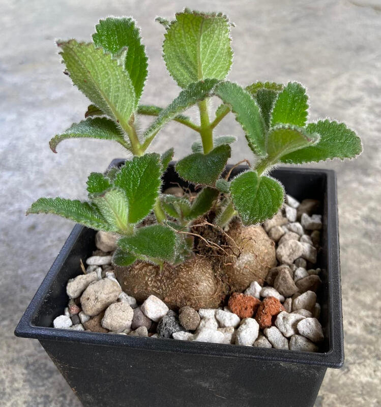 香水岩桐塊根植物4寸盆 花 粉色 有香味多肉植物綠化美化觀賞植物 露天市集 全台最大的網路購物市集