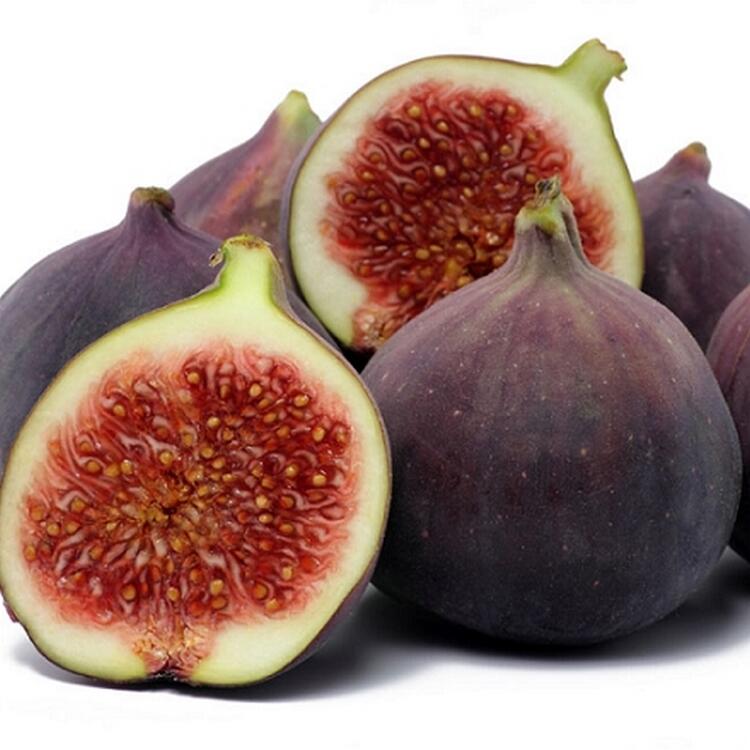 我會發芽 紫無花果種子奶漿果黑無花果紫皮無花果易栽好活陽台盆栽 露天市集 全台最大的網路購物市集