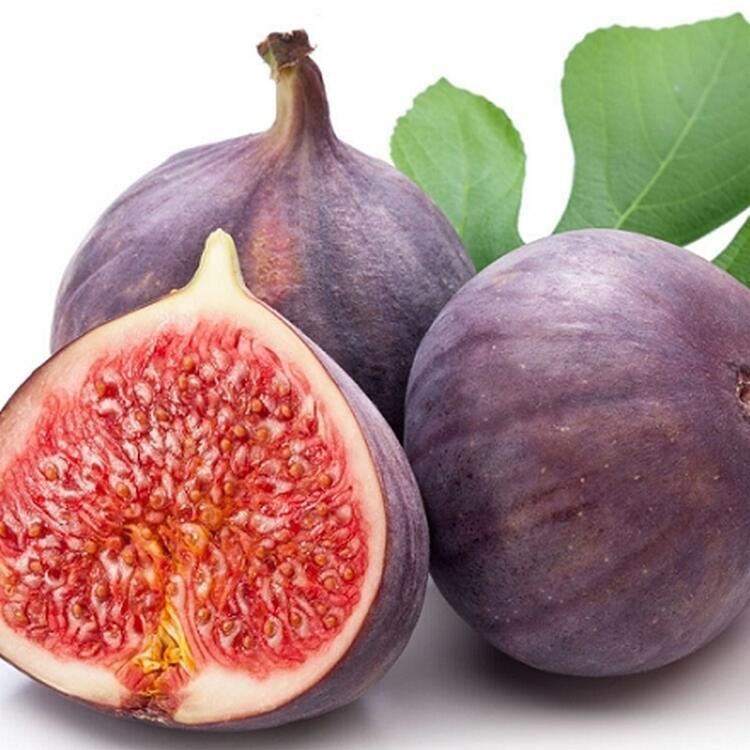 我會發芽 紫無花果種子奶漿果黑無花果紫皮無花果易栽好活陽台盆栽 露天市集 全台最大的網路購物市集