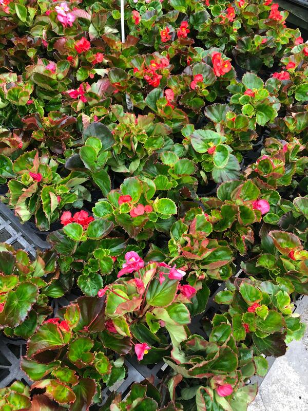 花花世界 季節草花 四季秋海棠 紫芳草 日日春 可挑品種 花色隨機出貨 3 5吋黑軟盆 超取單上限10盆 露天市集