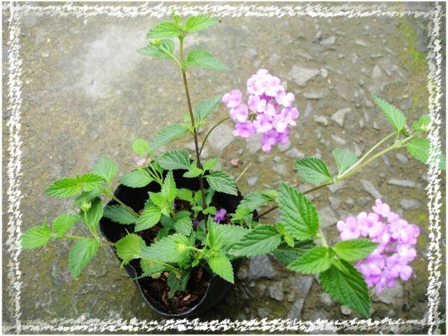 糖心小舖 觀賞植物 紫花馬櫻丹 蔓性馬纓丹 有著粉紫色如繡球般的花朵 露天市集 全台最大的網路購物市集