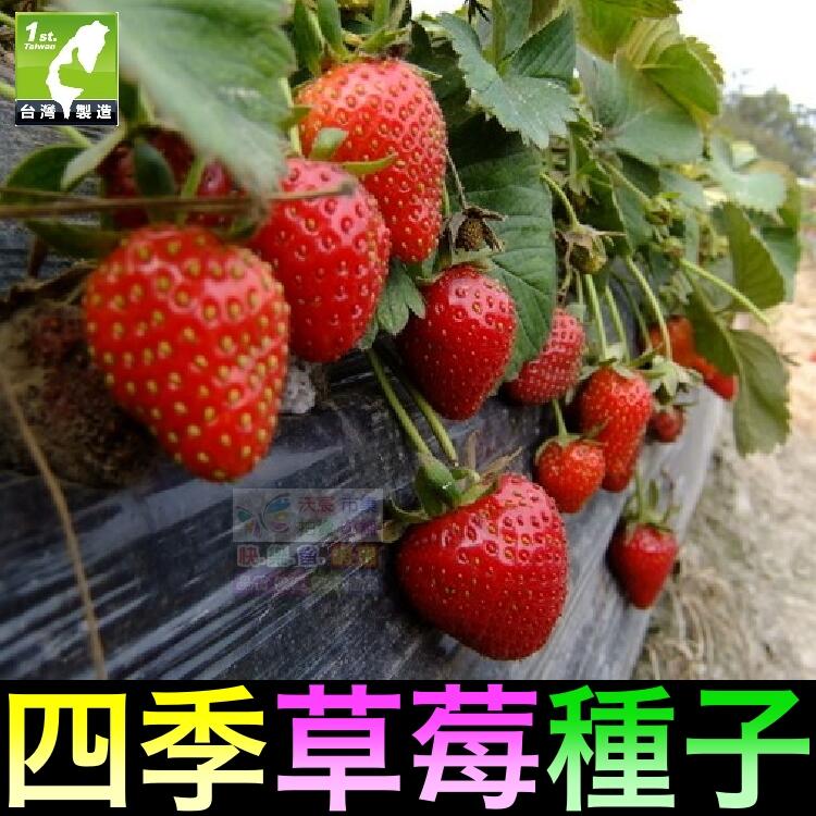 我會發芽 草莓種子四季草莓洋莓地莓紅莓水果種子士多啤梨 約40粒 包 30元 露天市集 全台最大的網路購物市集