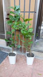 茉莉花苗 人氣推薦 22年12月 露天市集