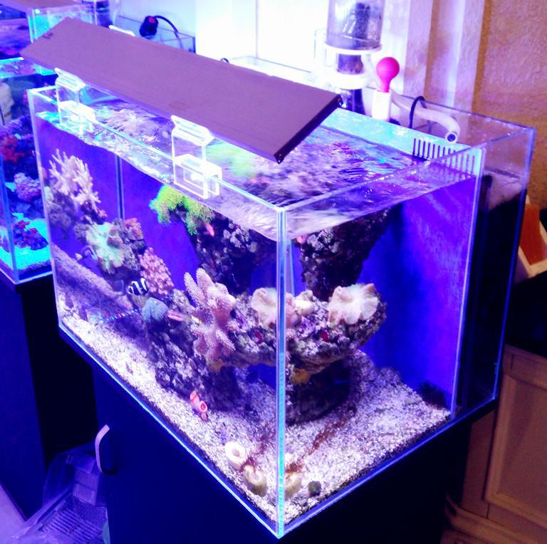 魚樂城水族精品 Laiyide頂級led海水燈具 採用單顆3w美國頂級led燈珠 每顆獨立透鏡 藍紫白控制器 露天市集 全台最大的網路購物市集 魚樂城水族精品 Laiyide頂級led海水燈具 採用單顆3w美國頂級led燈珠 每顆獨立透鏡 藍紫白控制器 露天市集 全台最大的網路購物市集
