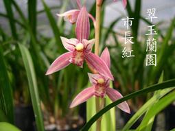 四季蘭 庭院 花草園藝 生活居家 人氣推薦 23年2月 露天市集