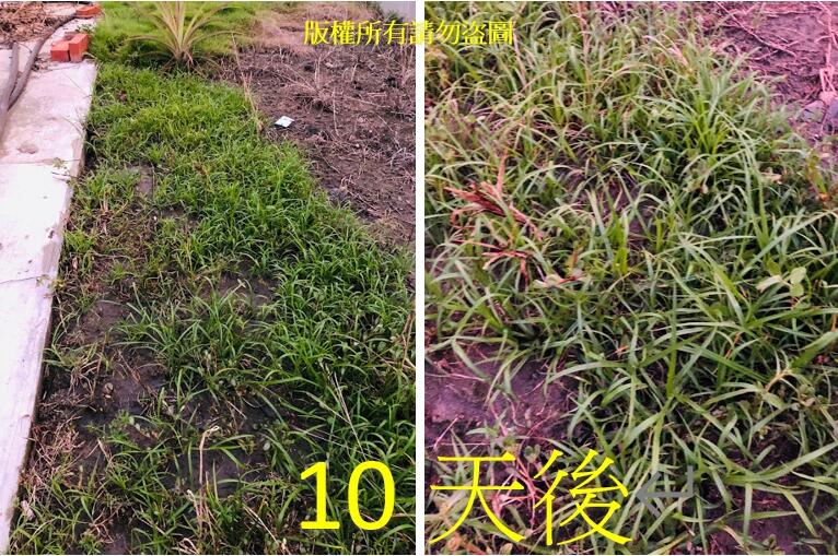 雜草剋星無毒天然除草劑無殘留土壤尖葉和闊葉土香省拔草省人力1組750元優惠免運 露天市集 全台最大的網路購物市集