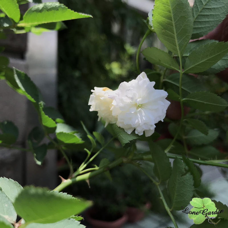 長榮 天使薔薇 5吋小薔薇香料植物蔓性爬藤節能減碳愛地球 露天市集 全台最大的網路購物市集