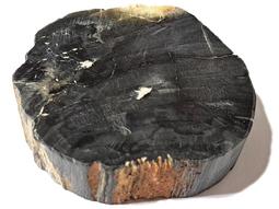 珪化木/木化石 置物 インテリア小物 インテリア・住まい・小物 割引価格購入