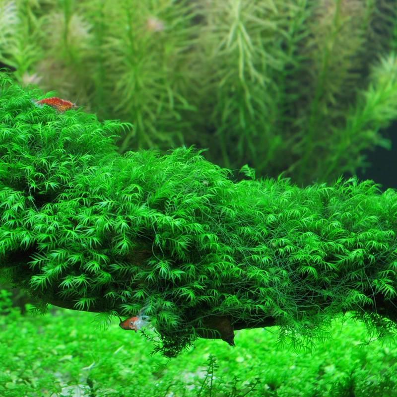 蝦兵蟹將 水草造景 美國鳳尾苔 散裝 份 羽毛苔前景草diy 入門級陰性水草苔蘚類初學者鳳凰莫斯莫絲默思 露天拍賣