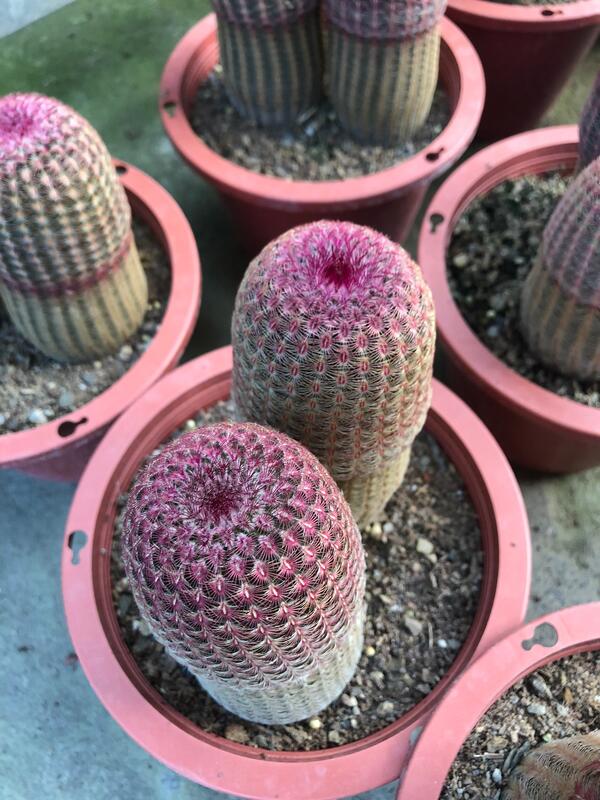 花花世界 多肉植物 紫太陽仙人掌 赤太陽 5吋 2 3株 10 15cm Ma 露天拍賣