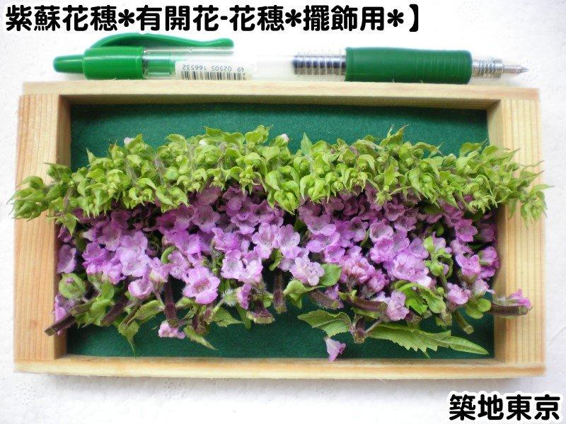 築地東京 紫蘇花穗 有開花 花穗 擺飾用 露天市集 全台最大的網路購物市集 築地東京 紫蘇花穗 有開花 花穗 擺飾用 露天市集 全台最大的網路購物市集