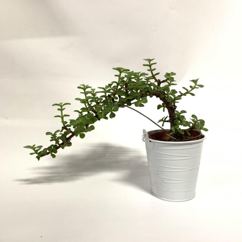 英宏 室內植物飄逸型銀杏木3寸 露天拍賣