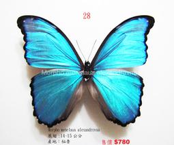 摩爾弗蝶- 古董收藏- 人氣推薦- 2023年3月| 露天市集