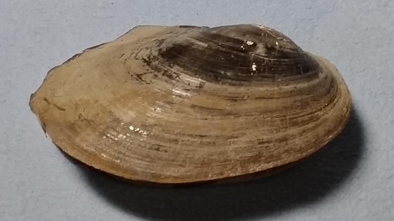 忠實第紫雲軒 圓蚌anodonta Woodiana 長約12 2cm 帶殼皮 土產淡水貝 保存良好 特徵明顯 自然原 露天市集 全台最大的網路購物市集