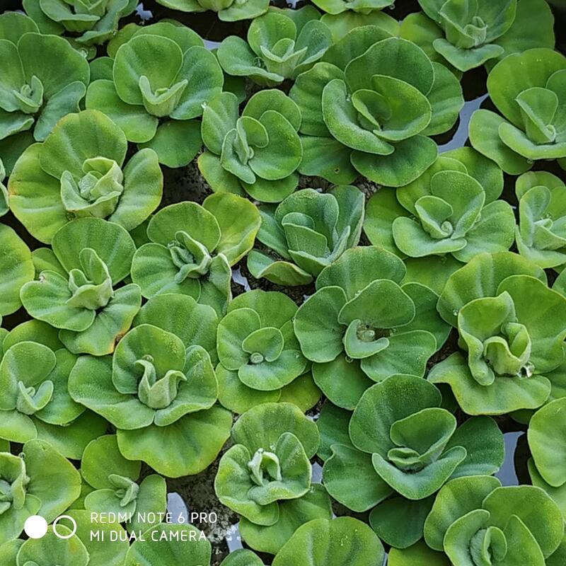 迷你玫瑰水芙蓉 露天市集 全台最大的網路購物市集