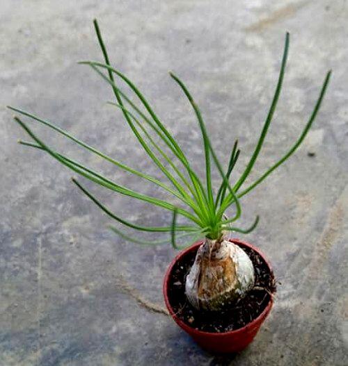 1吋盆哨兵花塊根植物多肉植物室內植物綠化植物 露天市集 全台最大的網路購物市集