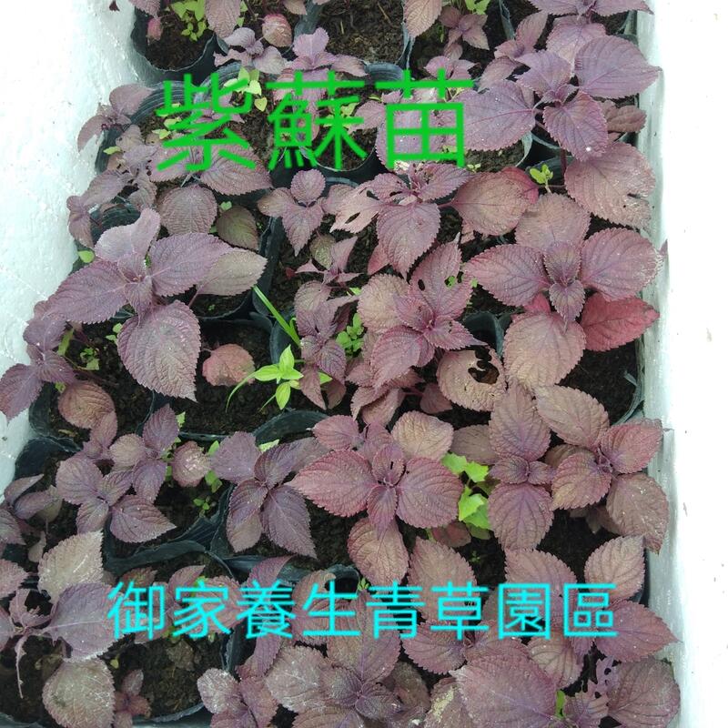 紅紫蘇苗 紫蘇種子 買5 送1 露天市集 全台最大的網路購物市集 紅紫蘇苗 紫蘇種子 買5 送1 露天市集 全台最大的網路購物市集