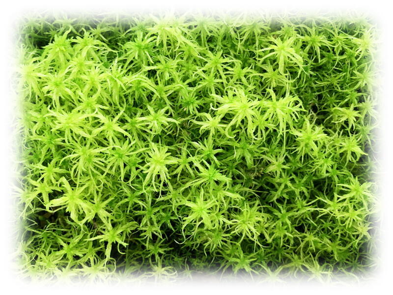 蝕草小舖 活水苔 水草 露天市集 全台最大的網路購物市集