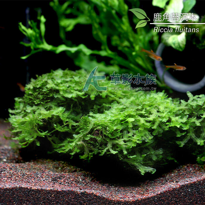 Ac草影 大鹿角苔沉木 一個 陰性水草陰性草ecs 露天市集 全台最大的網路購物市集