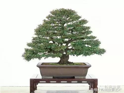 勿直接下標紫檀紫檀木楓港柿紫檀苗黑檀紅紫檀小果柿紫檀樹苗紫檀盆栽小葉紫檀盆景素材不是檀香 露天市集