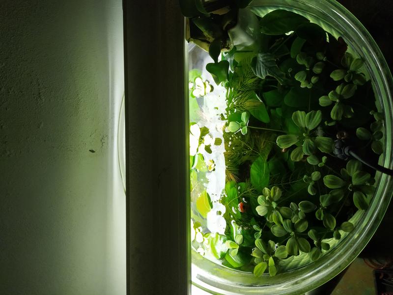 迷你水芙蓉 露天市集 全台最大的網路購物市集