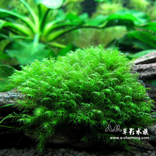 Ac草影 美國鳳尾苔沉木 一棵 陰性水草陰性草 露天市集 全台最大的網路購物市集