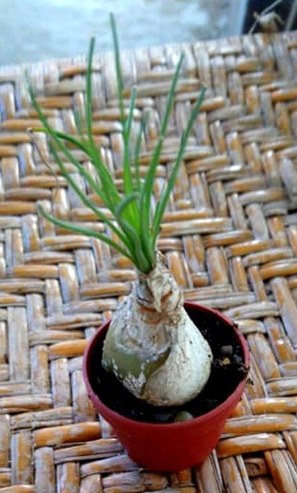 3寸盆哨兵花塊根植物多肉植物觀賞植物盆栽 露天市集 全台最大的網路購物市集