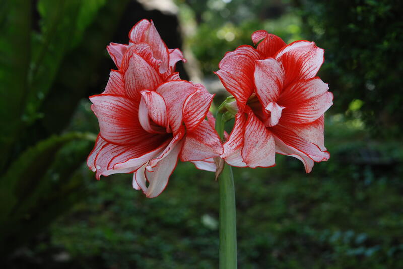 Style】Amaryllis 孤挺花Joker(鬼魅)開花球| 露天市集| 全台最大的網路購物市集