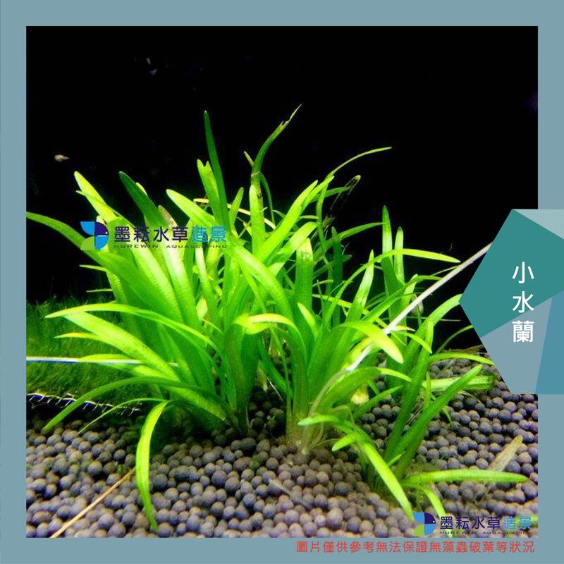 墨耘水草造景 小水蘭 水中葉 3株 元中景不需co2 耐熱陰性草新手級 露天市集 全台最大的網路購物市集