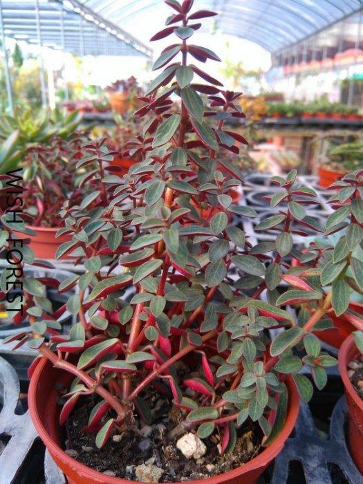 Wish Forest 多肉植物 蘋果椒草 葉背是迷人的紅色喔 露天市集 全台最大的網路購物市集