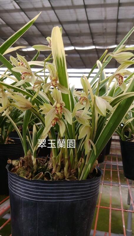 國蘭四季蘭藝蘭錦旗 露天市集 全台最大的網路購物市集