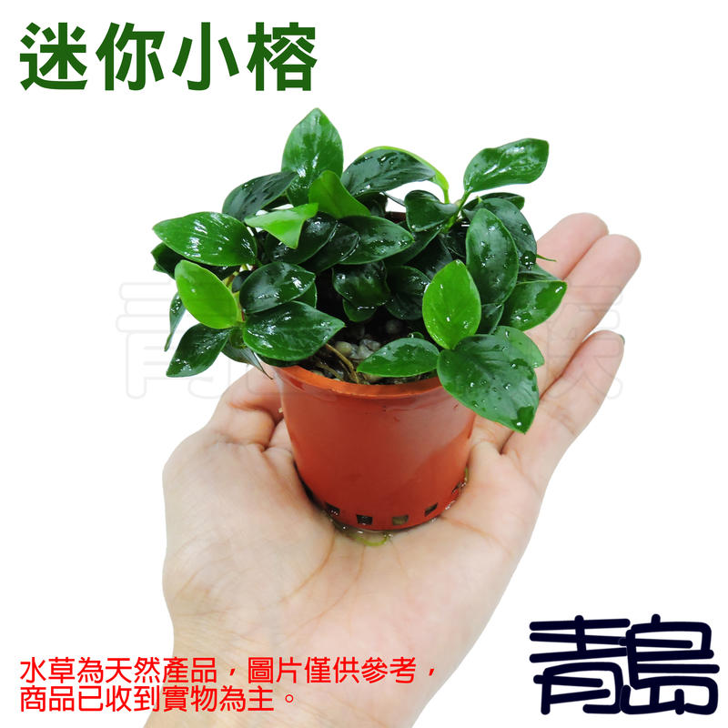 P 青島水族 臺灣天然水草 陰性 迷你小榕前景草中景草水中葉迷你缸造景 盆 露天市集 全台最大的網路購物市集