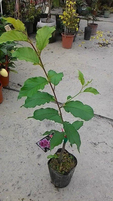花花世界 落葉喬木 櫻花 天城吉野櫻 4吋盆 高25 40cm 浪漫觀花植物 Ma 露天市集 全台最大的網路購物市集