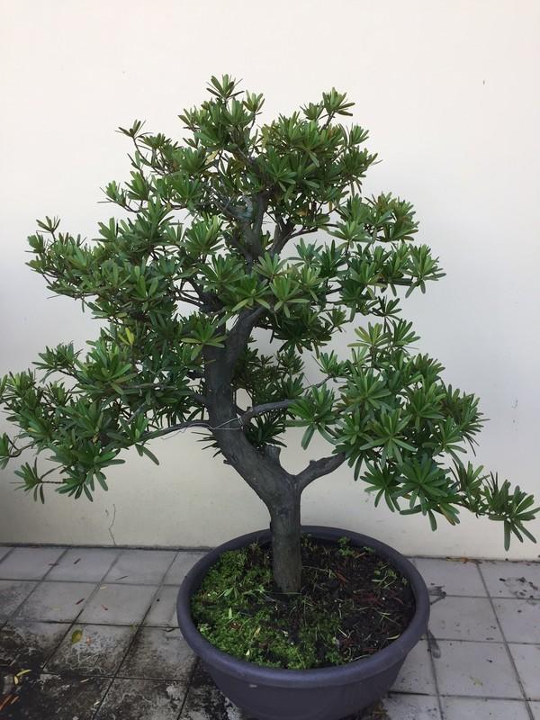 盛宏園藝 蘭嶼羅漢松 羅漢松盆栽 彎曲造型羅漢松盆栽 請自取 露天市集 全台最大的網路購物市集