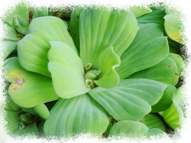 糖心小舖 水生植物 水芙蓉 大萍 盛開在水面上的綠色花朵 露天市集 全台最大的網路購物市集