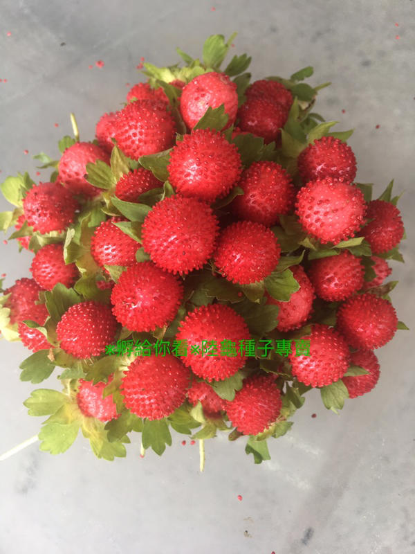 孵給你看 陸龜點心蛇莓蛇莓種子地被1公克90元 露天市集 全台最大的網路購物市集
