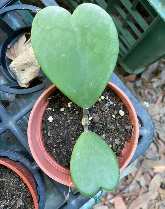 3寸盆心葉毬蘭心葉球蘭多肉植物觀賞植物盆栽 露天市集 全台最大的網路購物市集
