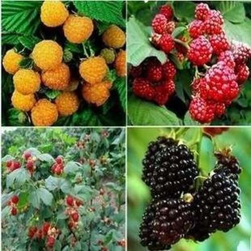 我會發芽 紅樹莓種子覆盆子山莓紅莓第三代保健水果營養價值高易栽好活35粒 包100元 露天市集 全台最大的網路購物市集