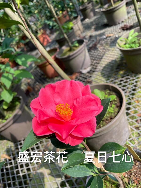 盛宏茶花 茶花品種 5吋盆原棵茶花 夏日七心 夏季開花品種 露天市集 全台最大的網路購物市集