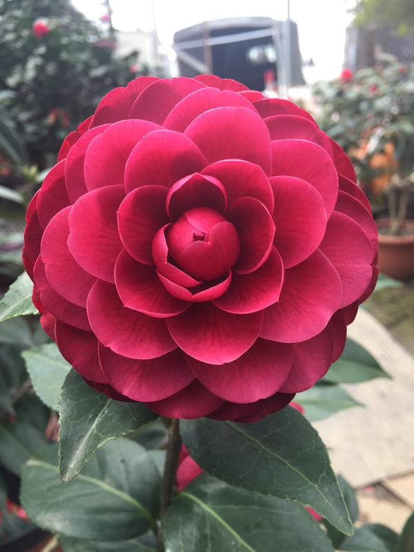 盛宏茶花 茶花品種 A級精品茶花盆栽 1呎5長方盆 入春a087 露天拍賣