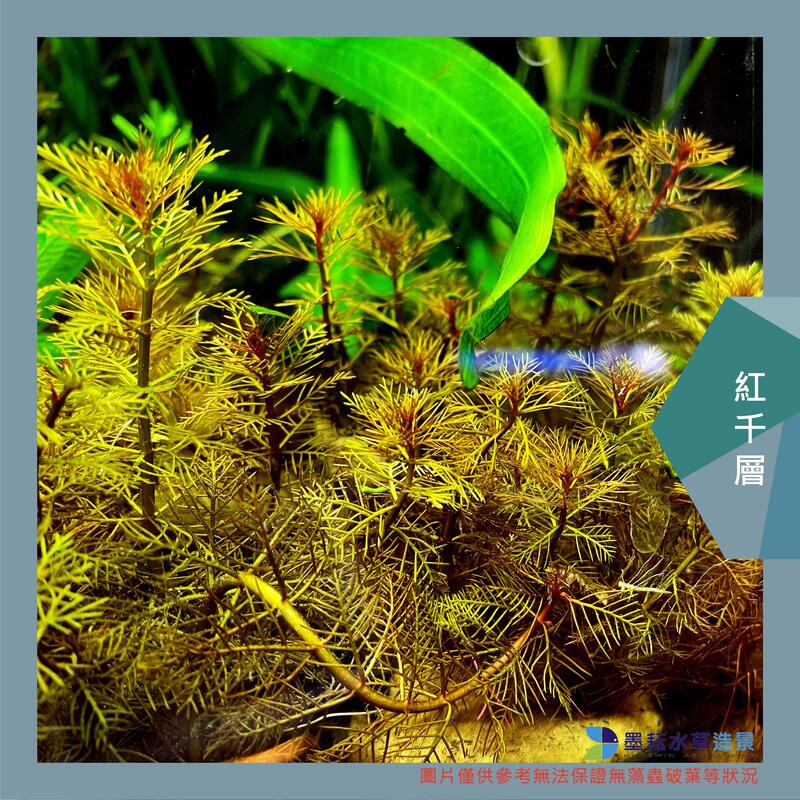 墨耘水草造景 紅千層 水中葉 3株 30元中景紅色耐熱新手級不需co2 露天市集 全台最大的網路購物市集
