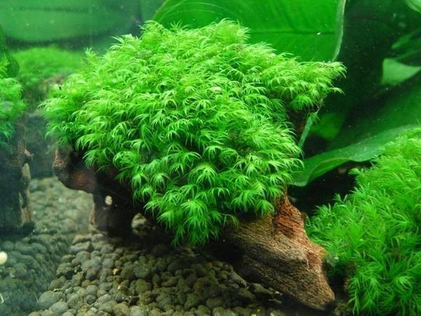福爾摩沙水草坊 美國鳳尾苔沉木優惠價150 支 露天拍賣