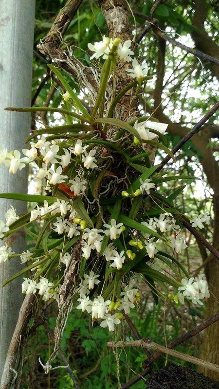 永安蘭園 蘭花瓶苗台灣原生種台灣風蘭 編號永安fthr 01 Buy Now 露天市集 全台最大的網路購物市集